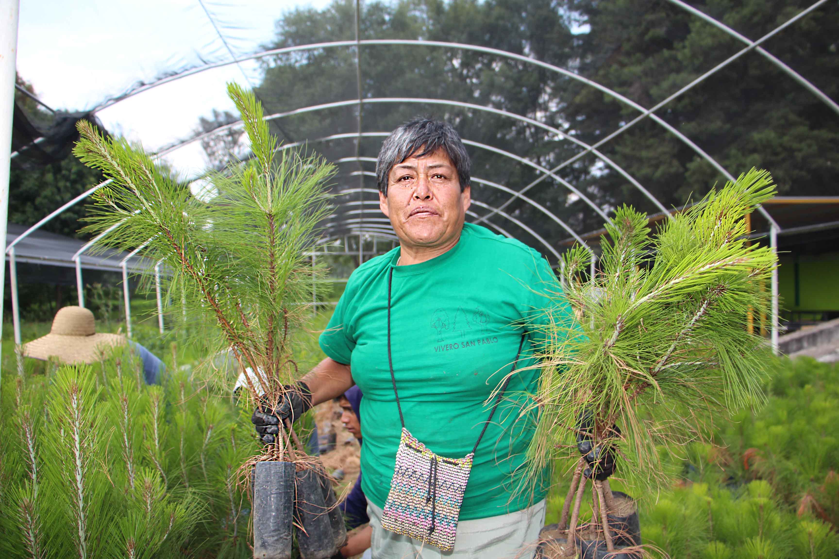 Inicia CGE entrega de plantas de ornato